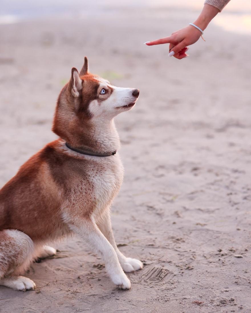 Step by step guide How to teach your dog to Stay