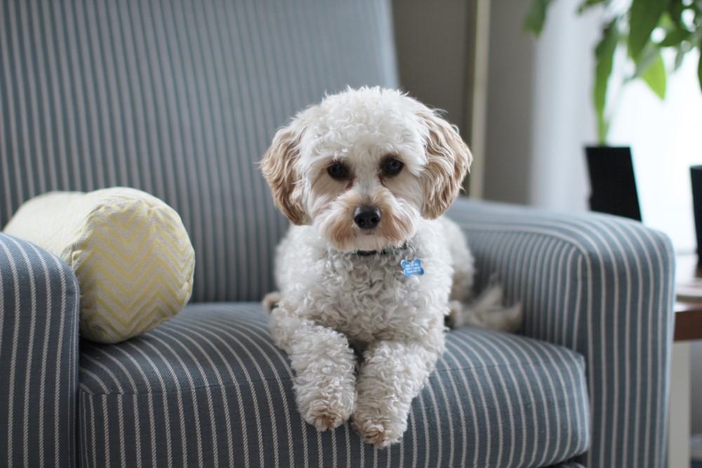 Dog sitting on a couch - Shedding and how to cure it