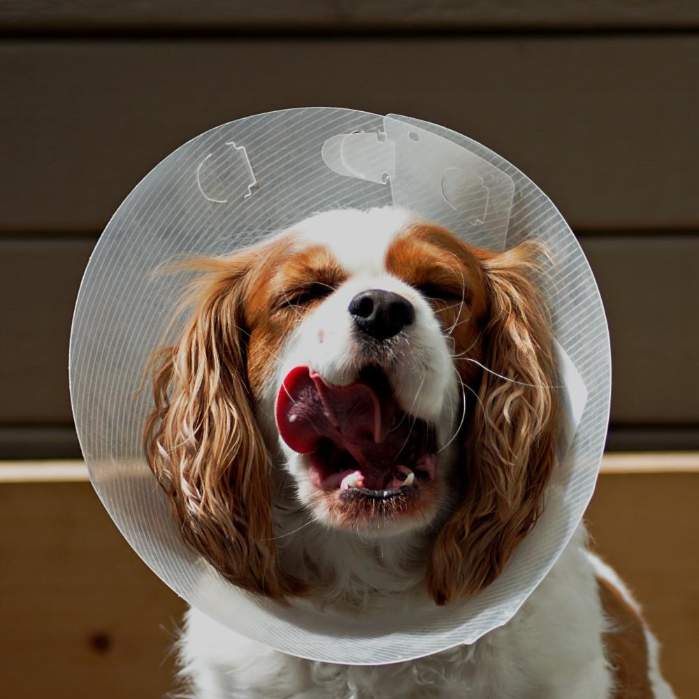 Benefits of Dog Tshirt - PetZico - Post surgical cone