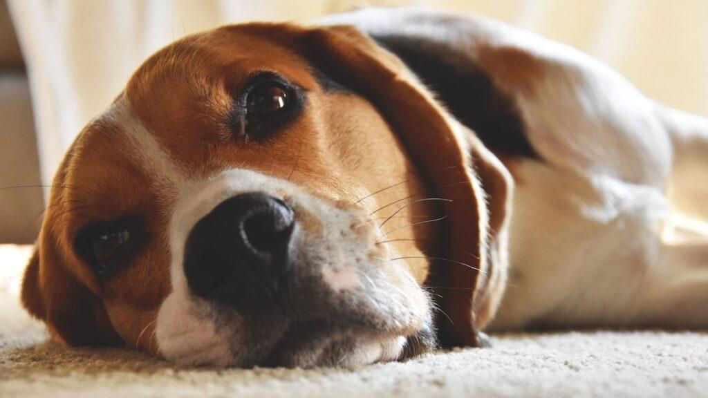 Look for physical changes as signs of illness in Dogs